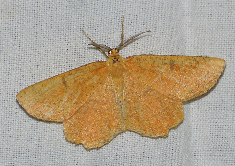 Angerona prunaria - sárga kökényaraszoló