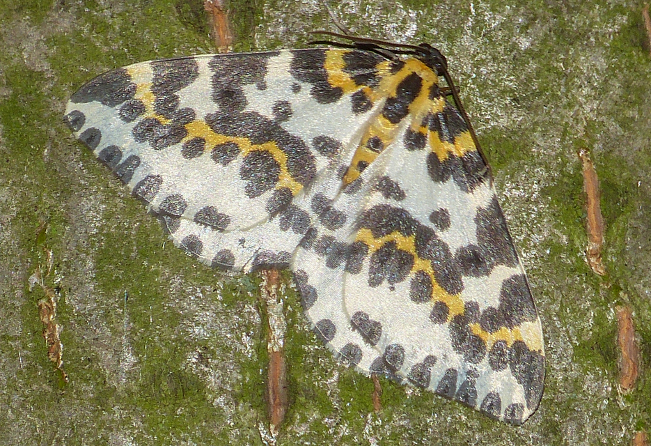 Abraxas grossulariata - köszméte-araszoló