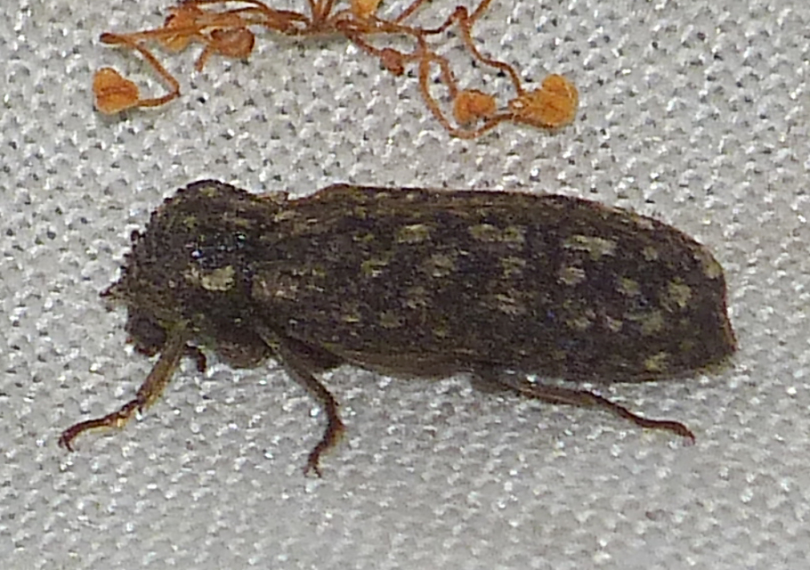 Lichenophanes varius - tarka csuklyásszú