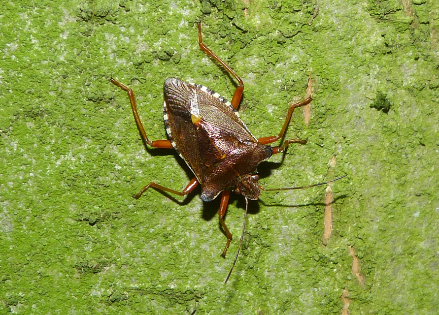 Pentatoma rufipes - vöröslábú címerespoloska Pentatoma rufipes - vöröslábú címerespoloska