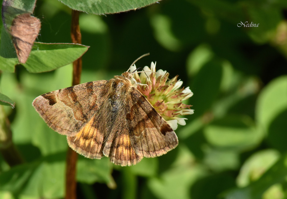 Euclidia glyphica - közönséges nappalibagoly