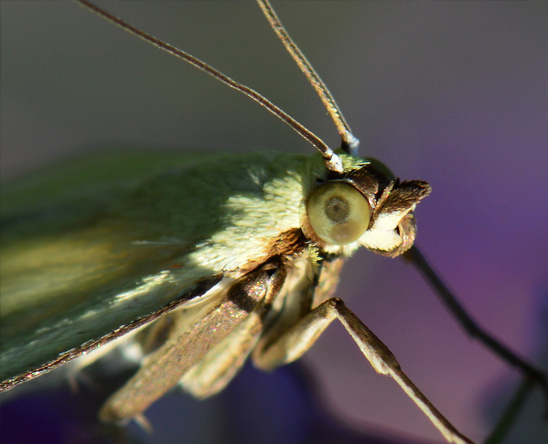 Sitochroa palealis - kénszárnyú dudvamoly