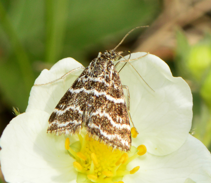 Evergestis alborivulalis - keleti kormosmoly