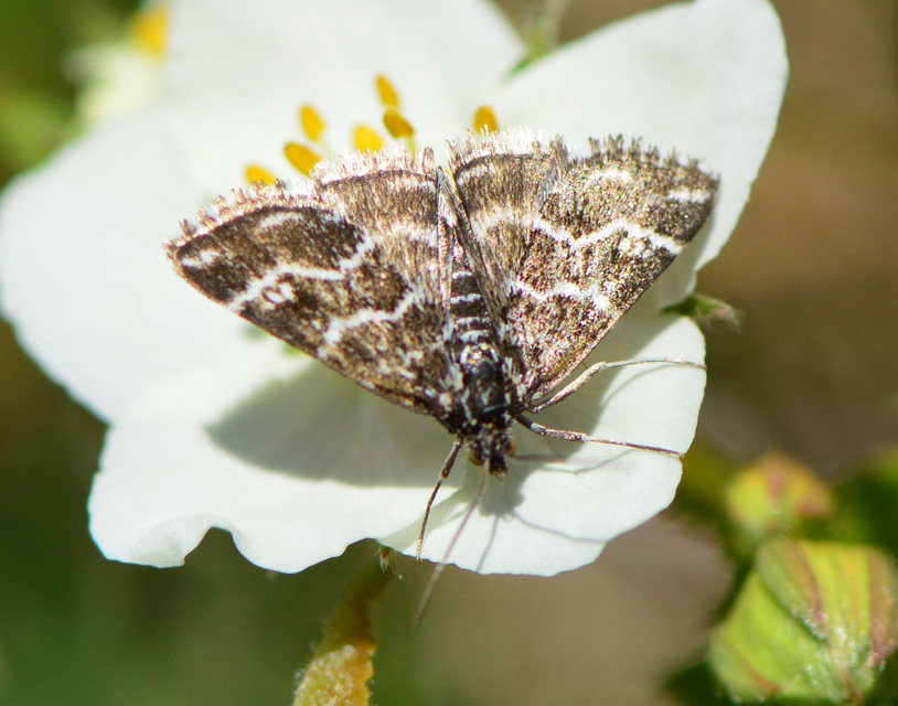 Evergestis alborivulalis - keleti kormosmoly