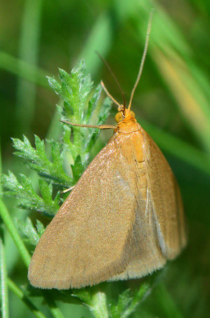 Evergestis aenealis - patinás dudvamoly