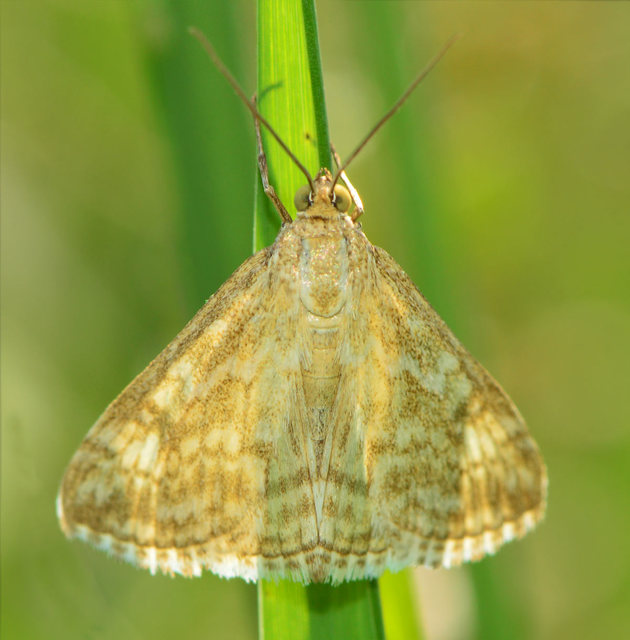 Evergestis frumentalis - tavaszi dudvamoly