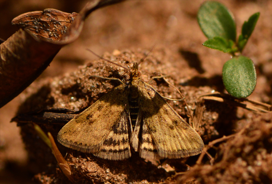 Pyrausta despicata - réti bíbormoly
