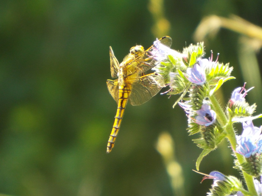 Orthetrum cancellatum - feketefarkú pásztorszitakötő