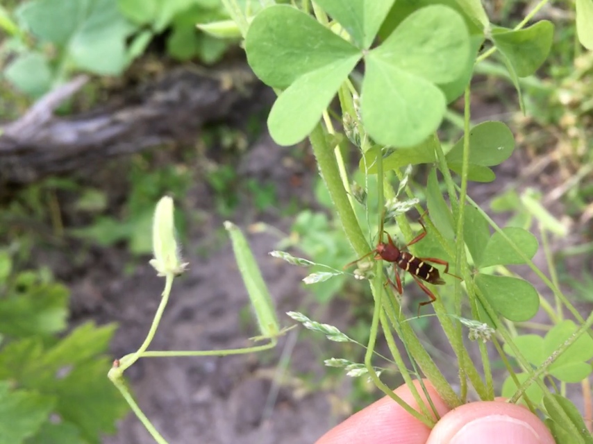 Neoclytus acuminatus - amerikai darázscincér