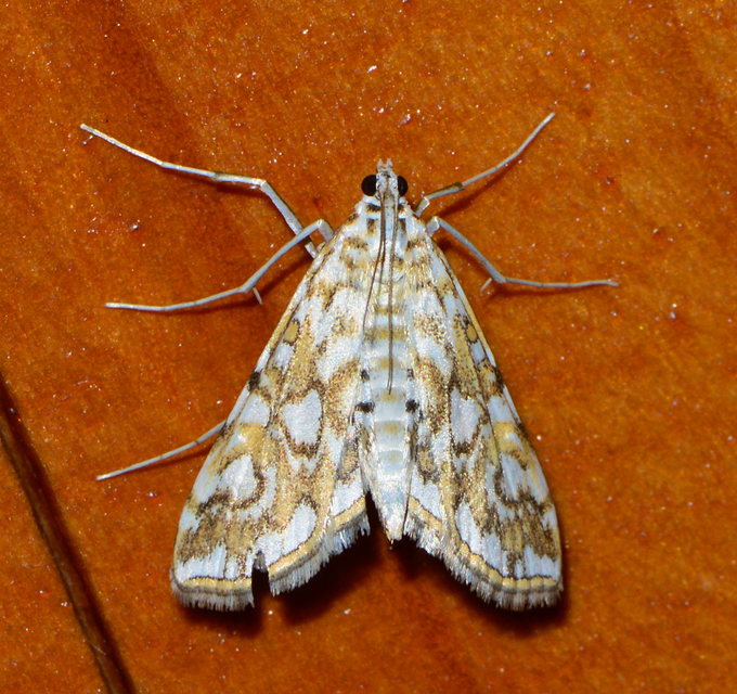 Elophila nymphaeata - tarka vízimoly