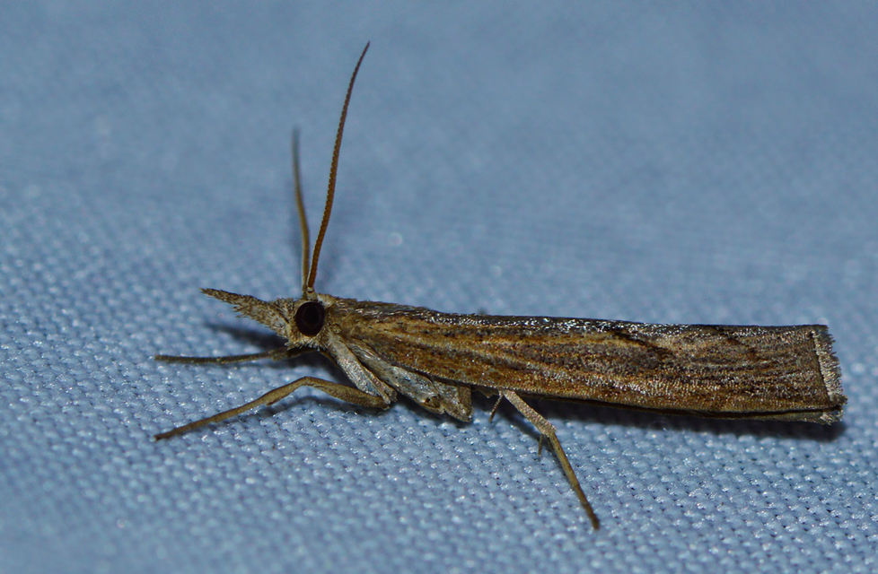 Pediasia contaminella - mocskos fűgyökérmoly