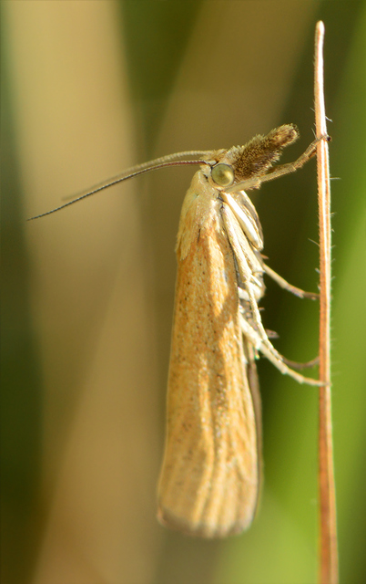 Pediasia luteella - agyagsárga fűgyökérmoly