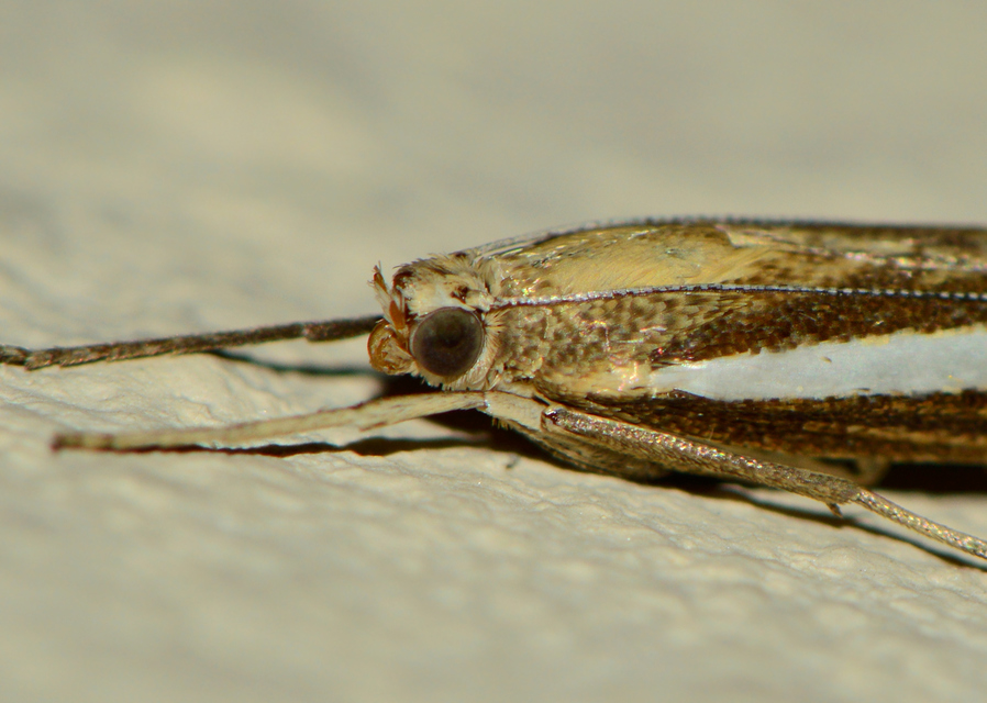 Agriphila