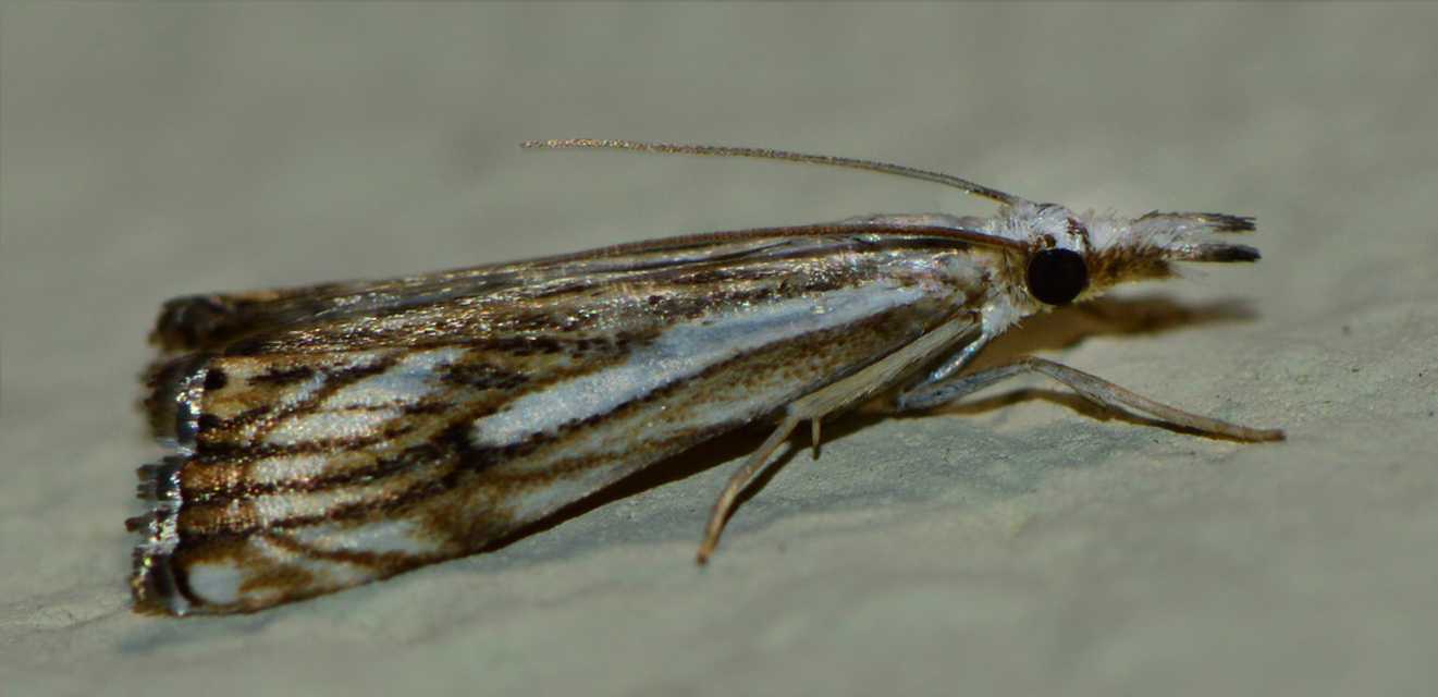 Catoptria falsella - hálós fűgyökérmoly