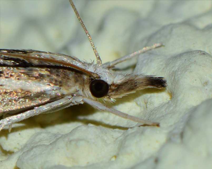 Catoptria verellus - kormos fűgyökérmoly