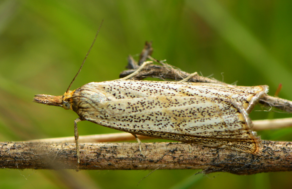 Thisanotia chrysonuchella - tavaszi fűgyökérmoly