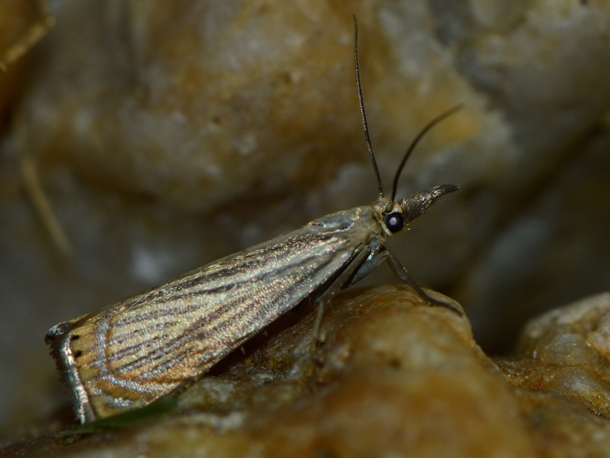 Chrysoteuchia culmella - kerti fűgyökérmoly