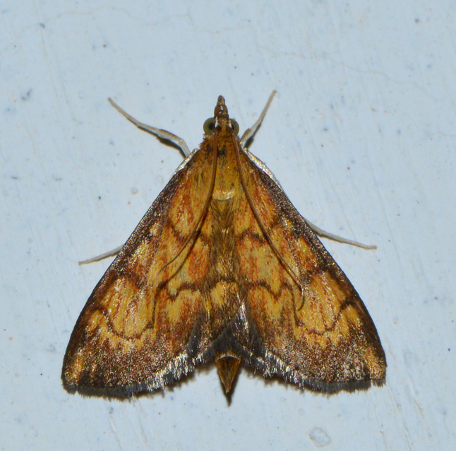 Ecpyrrhorrhoe rubiginalis - rozsdavörös tűzmoly