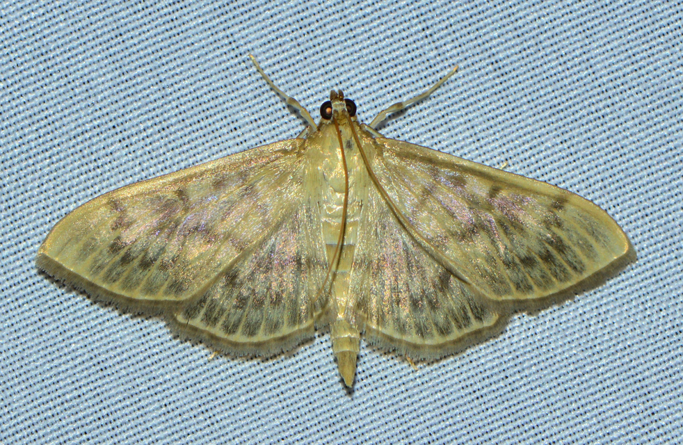 Patania ruralis - csalánevő tűzmoly