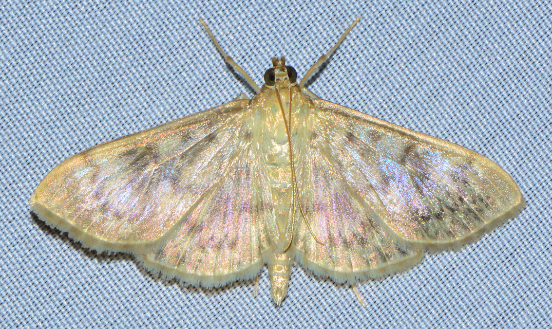Patania ruralis - csalánevő tűzmoly
