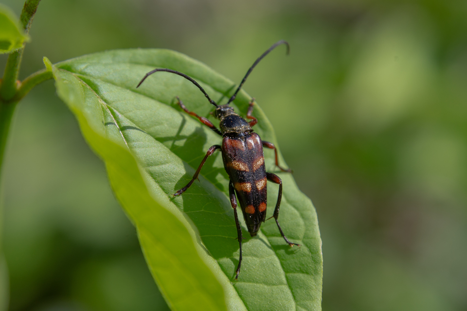 Leptura aurulenta - sárgaszőrű szalagoscincér