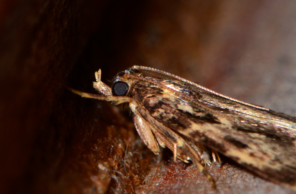 Aglossa caprealis - kis zsiradékmoly