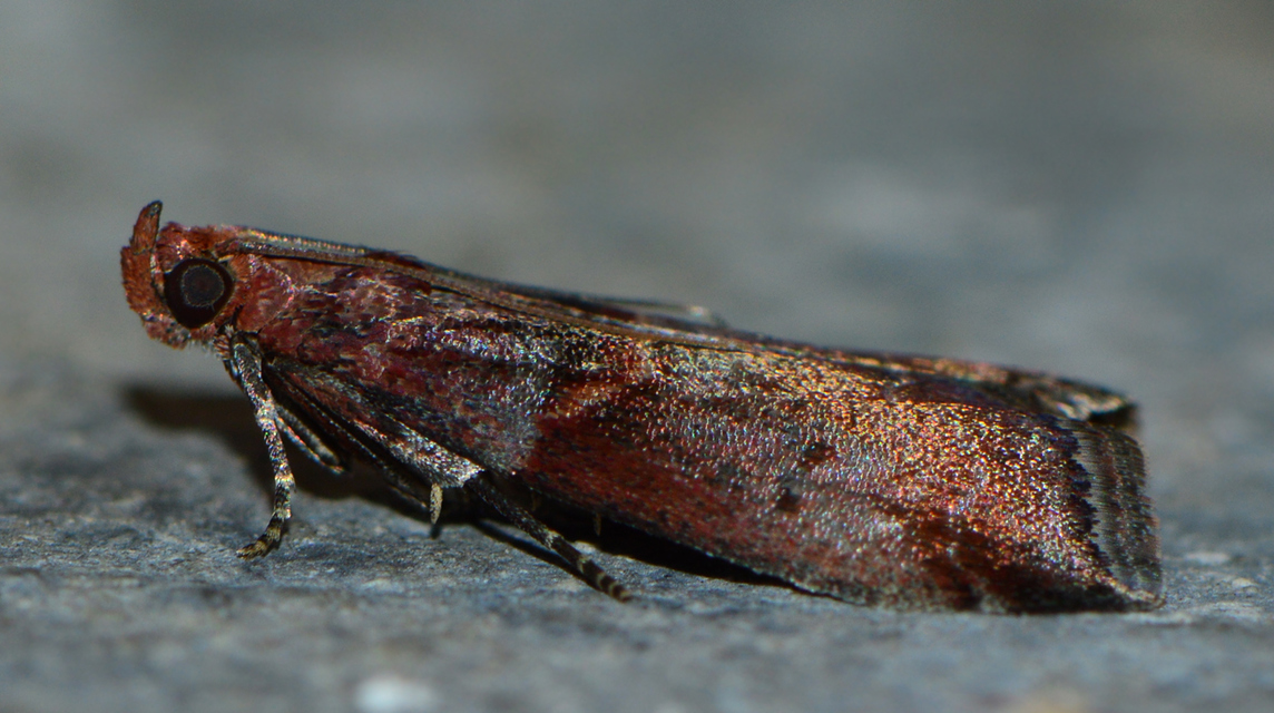 Acrobasis advenella - gerleszínű karcsúmoly