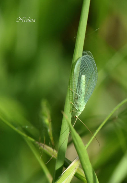 Chrysopidae - zöldfátyolkák