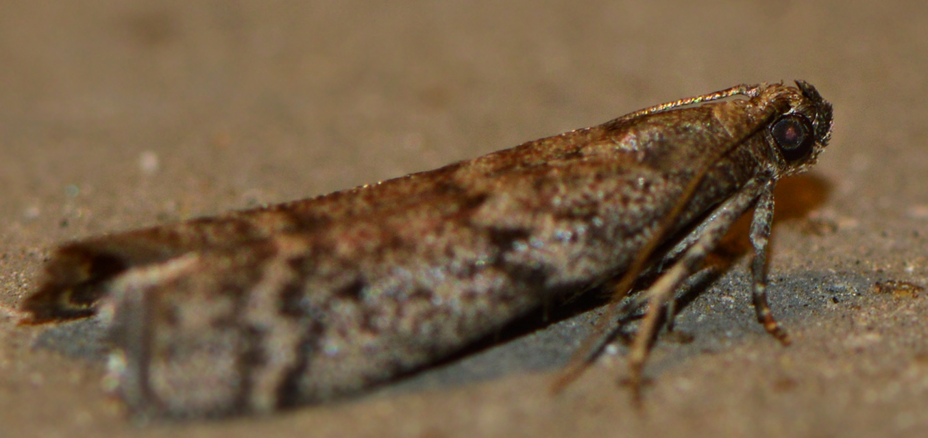 Ephestia elutella - készletmoly