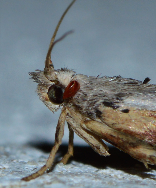 Lamoria anella - törmelékmoly