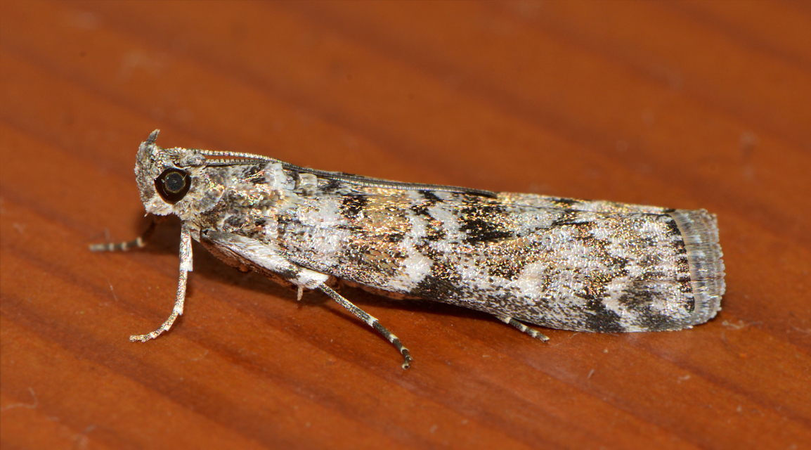 Dioryctria