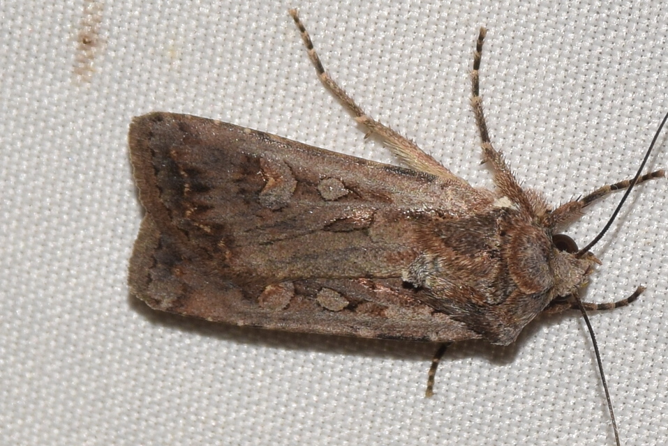 Euxoa