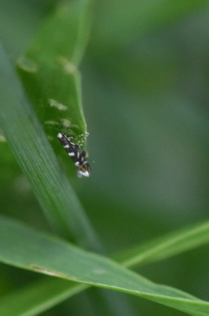 Parectopa robiniella - akáclevél-hólyagosmoly