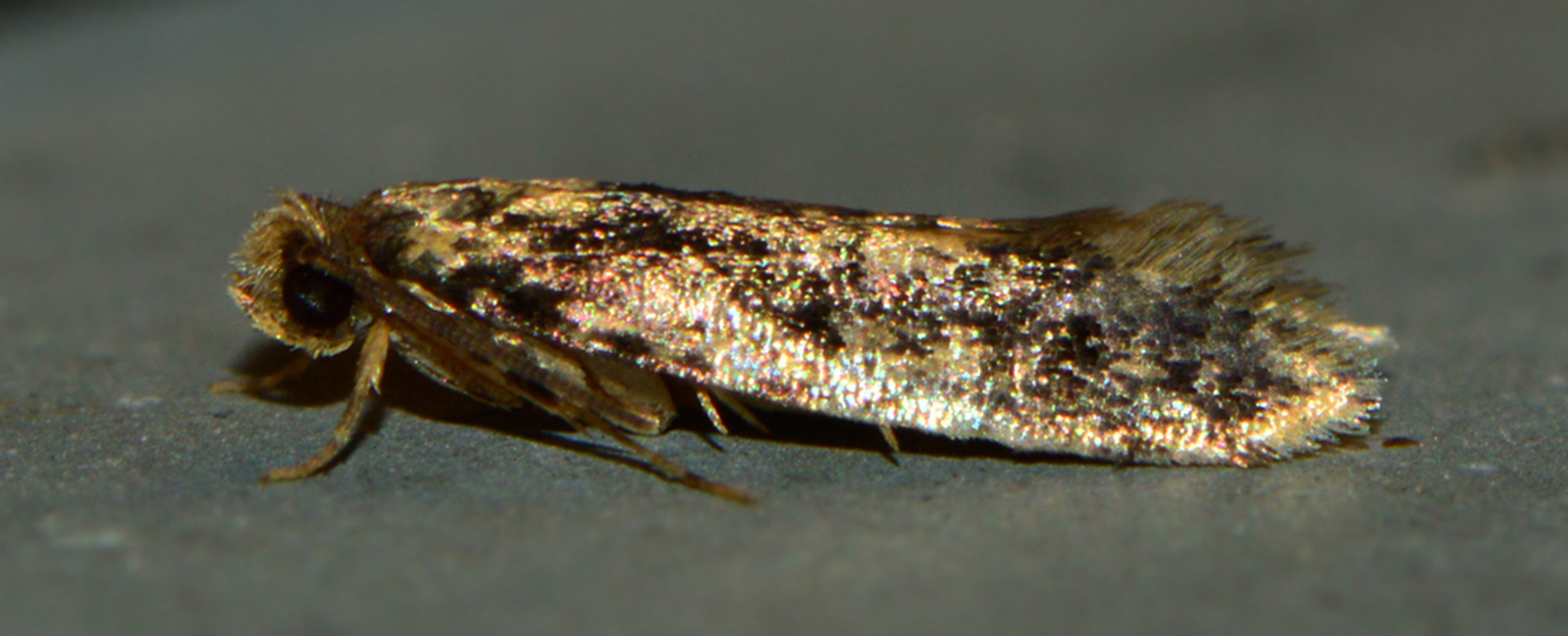 Tineidae - ruhamolyfélék