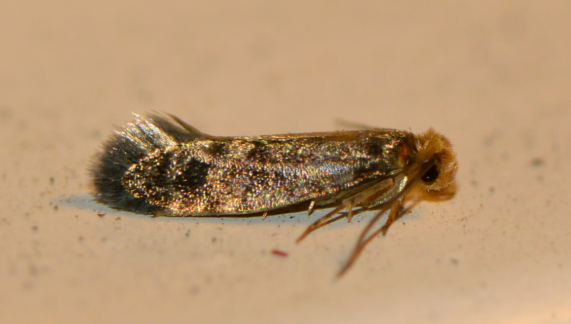 Tineidae - ruhamolyfélék