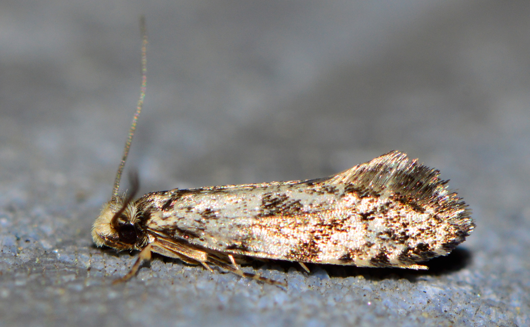 Tineidae - ruhamolyfélék