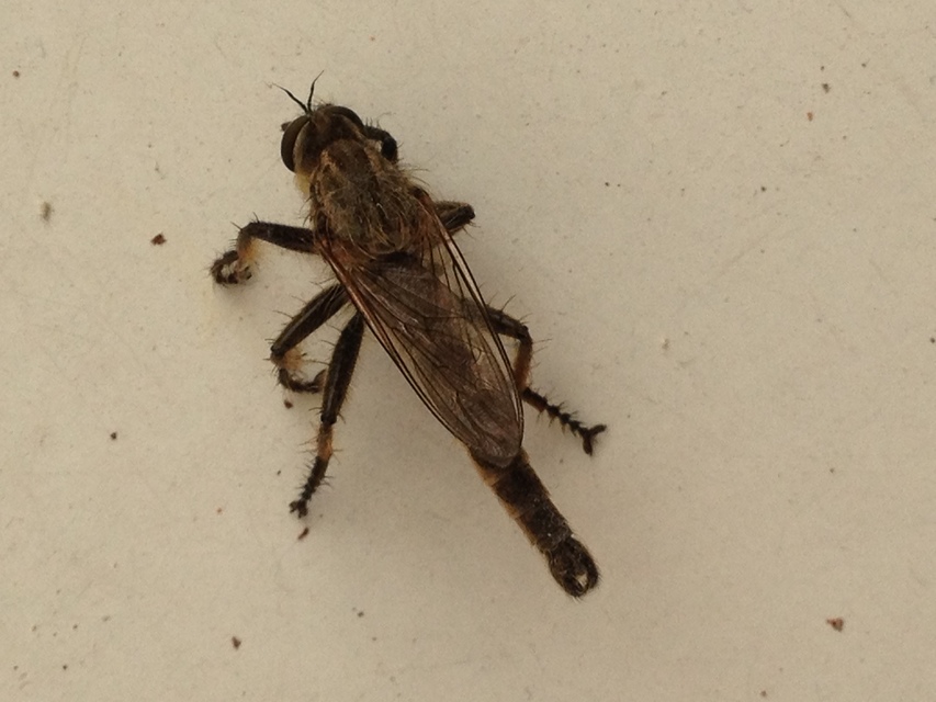 Asilidae - rablólégyfélék