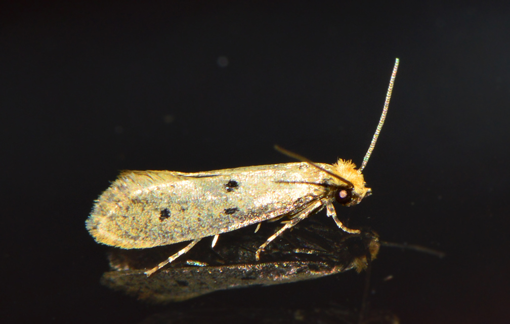 Tinea trinotella - hárompettyes fészekmoly