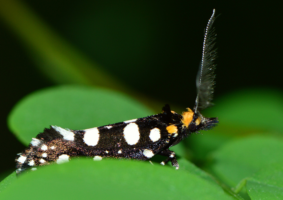 Euplocamus anthracinalis - fésűscsápú korhadékmoly