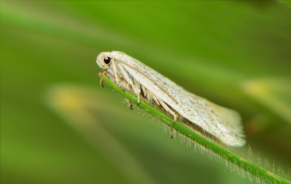 Elachista