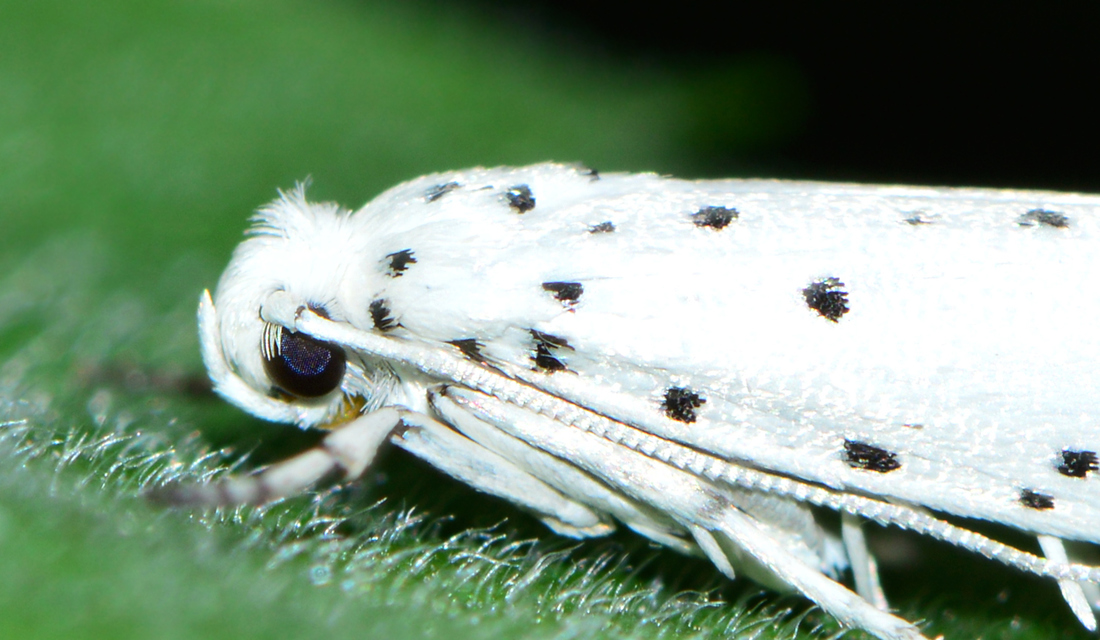 Yponomeuta