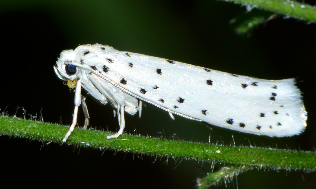 Yponomeuta