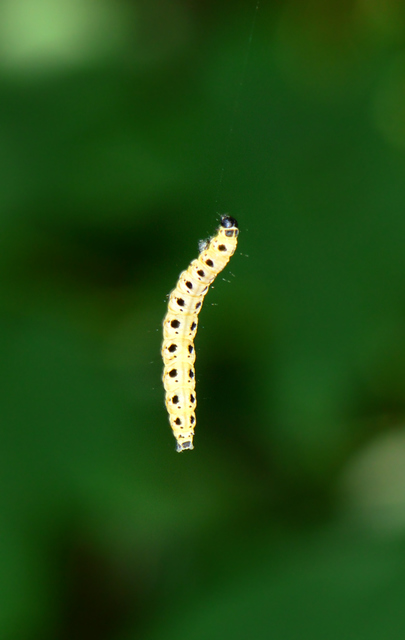 Yponomeuta
