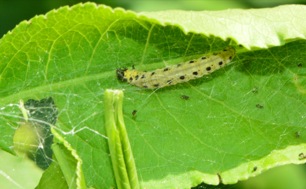 Yponomeuta