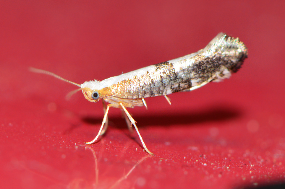 Argyresthia