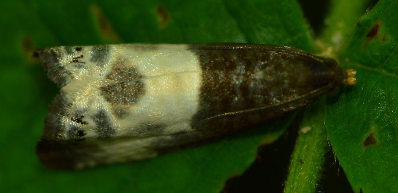 Notocelia cynosbatella - rózsahajtás-tükrösmoly