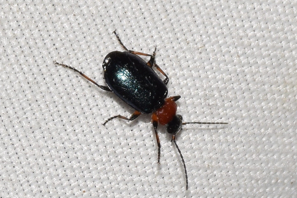 Lebia cyanocephala - pompás cserjefutó