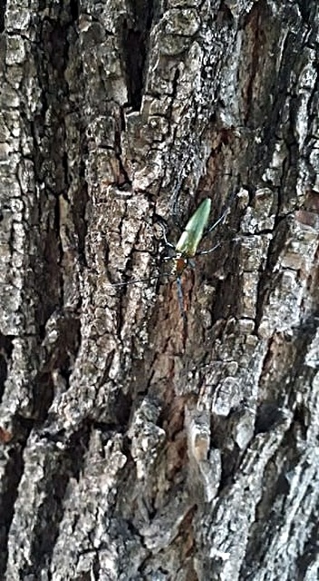 Aromia moschata - pézsmacincér