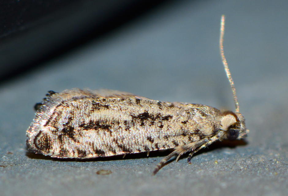 Epinotia granitana - lucfenyőkéreg-tükrösmoly