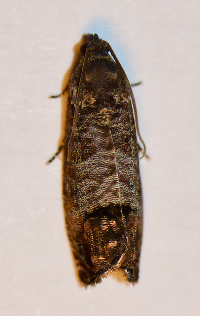 Cydia pomonella - almamoly